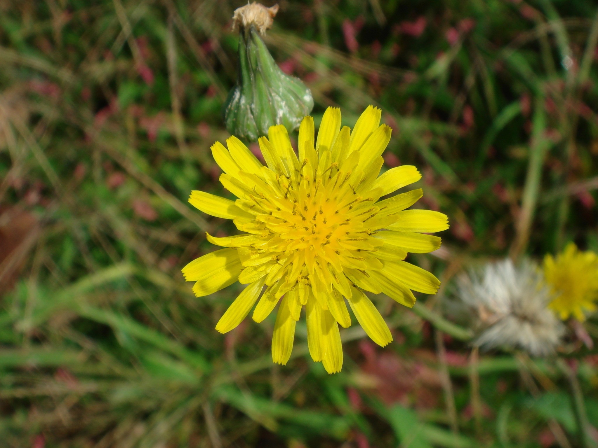 Sonchus oleraceus L.